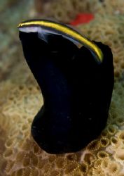 Neon Goby.
At Ilha Grande, South Brazil, the neon gobies... by João Paulo Krajewski 
